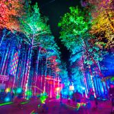 Electric Forest 2013